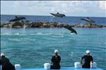 Lift off Dolphin Academy Curacao